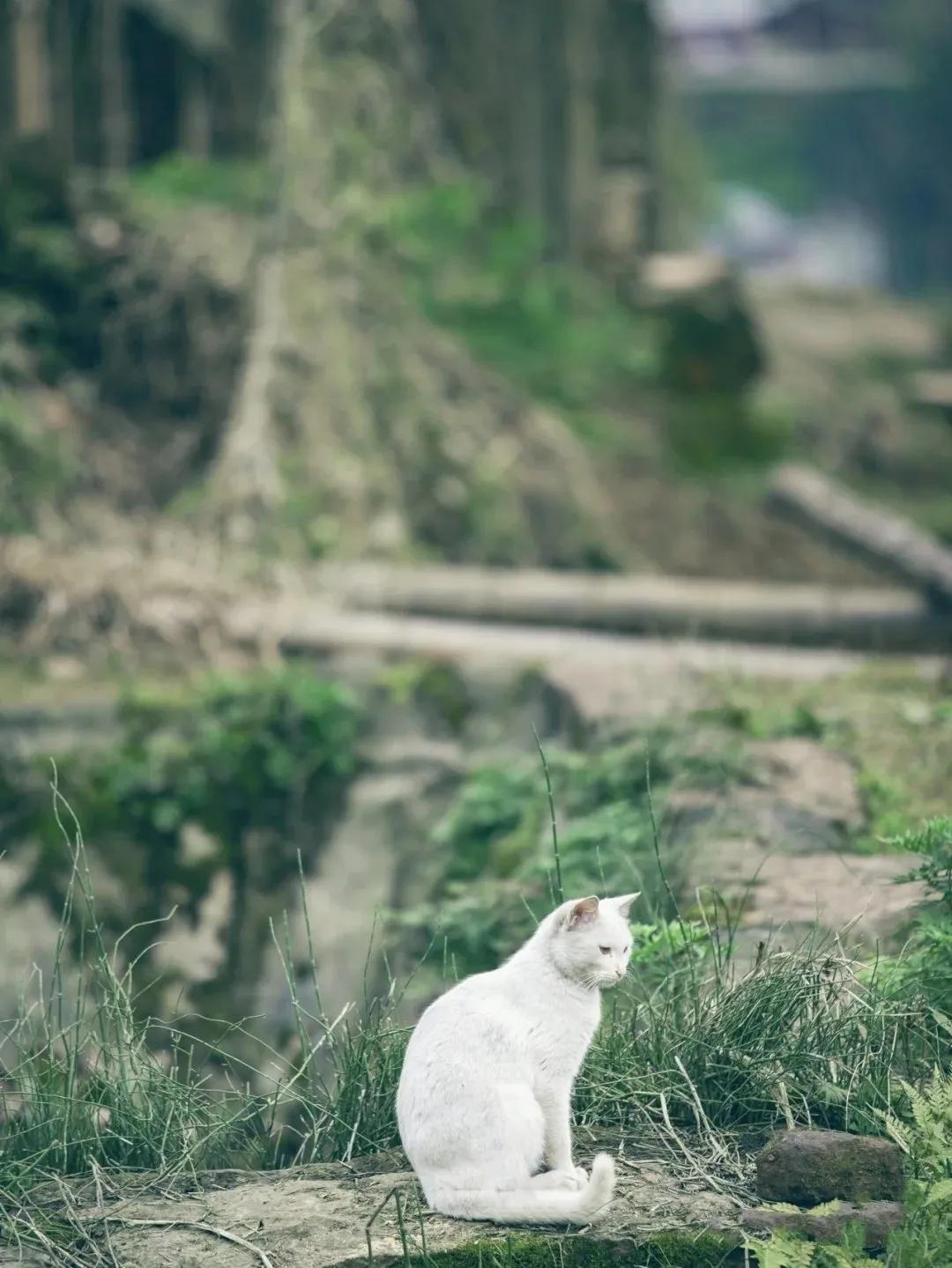 The Blessed Land on Earth Poems and Poems iNEWS