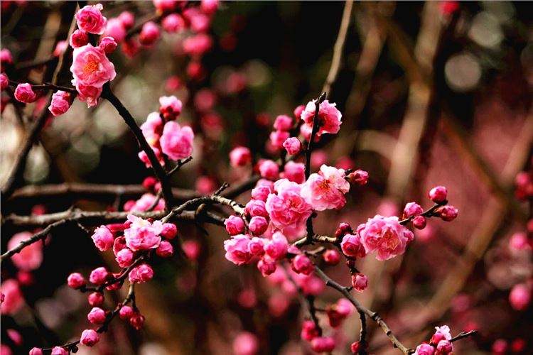 Twentyfive unpopular but astonishing plum poems are refreshing and touching iNEWS