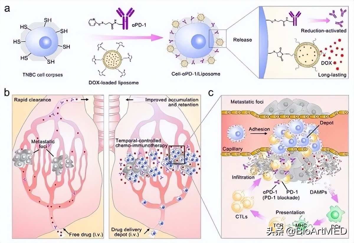 Li Yaping develops engineered tumor cell drug delivery system for ...