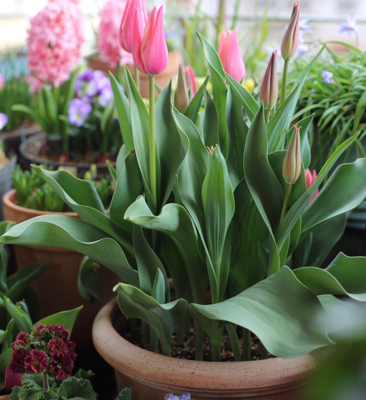 初春阳台 养 3种花 开花快 栽培简单 美得不像话 资讯咖