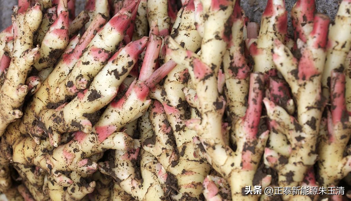 Ginger, White Ginger, Growing and Edible iNEWS