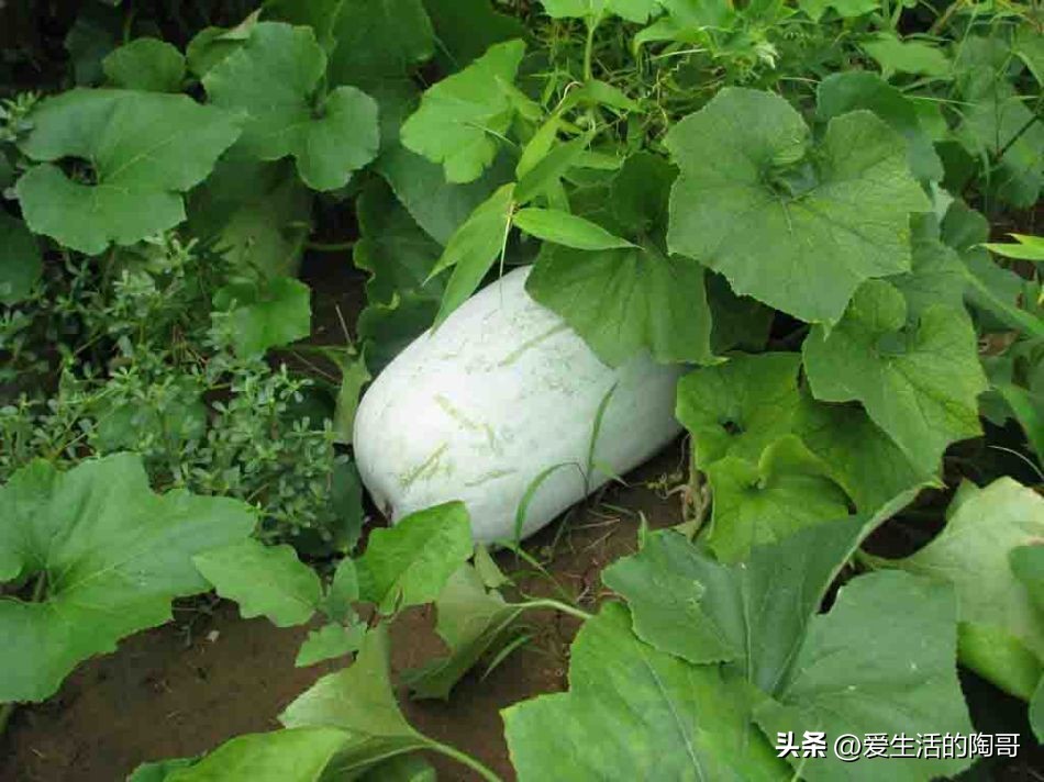 It is "the first melon to lose weight in summer". First, it is low in