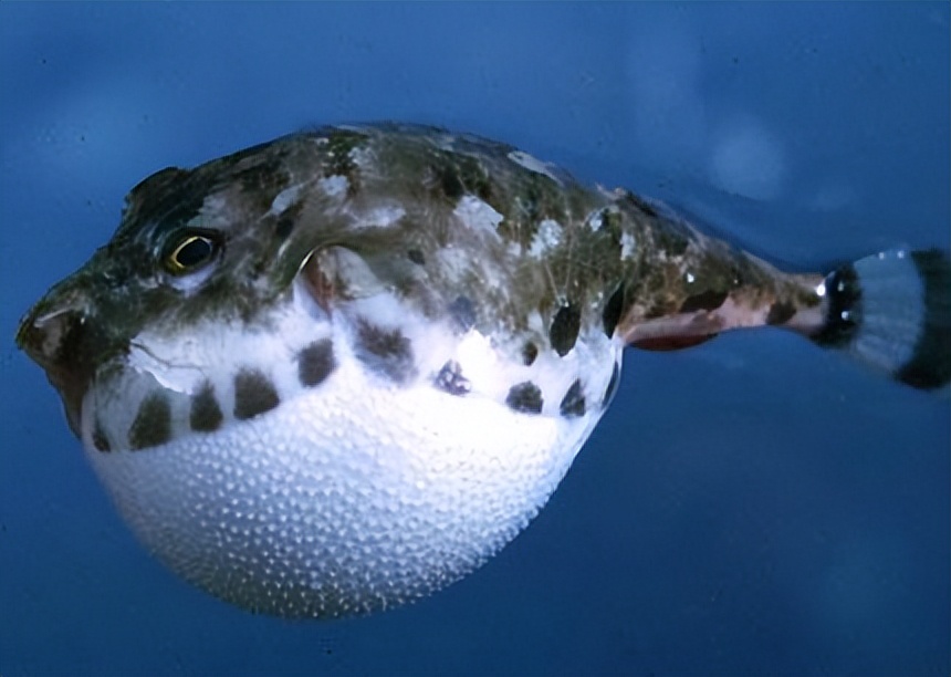 Normal Puffer Fish Pufferfish: the beauty of toxicity and the mystery of ecology - iNEWS