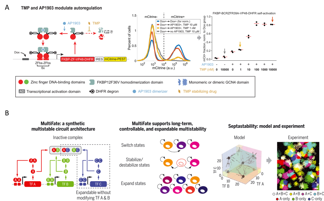A parsimonious artificial transcription factor regulatory loop