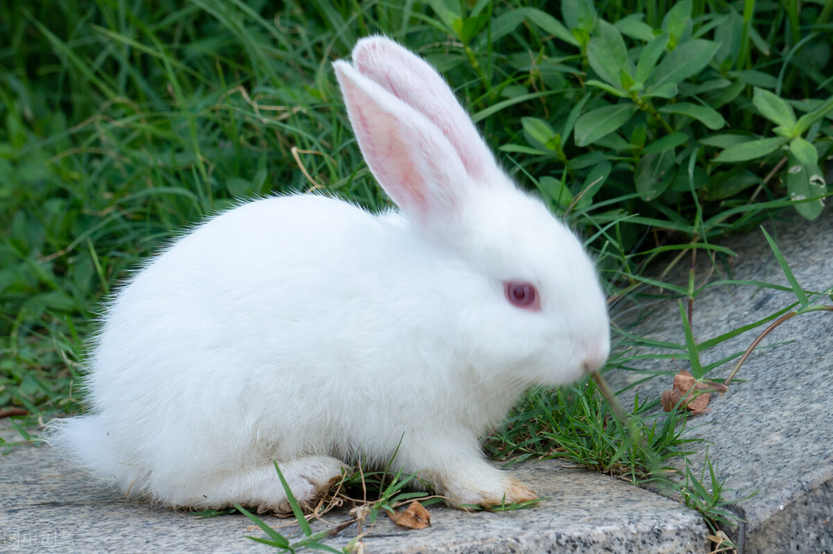 Can rabbits die from ear mites? iNEWS