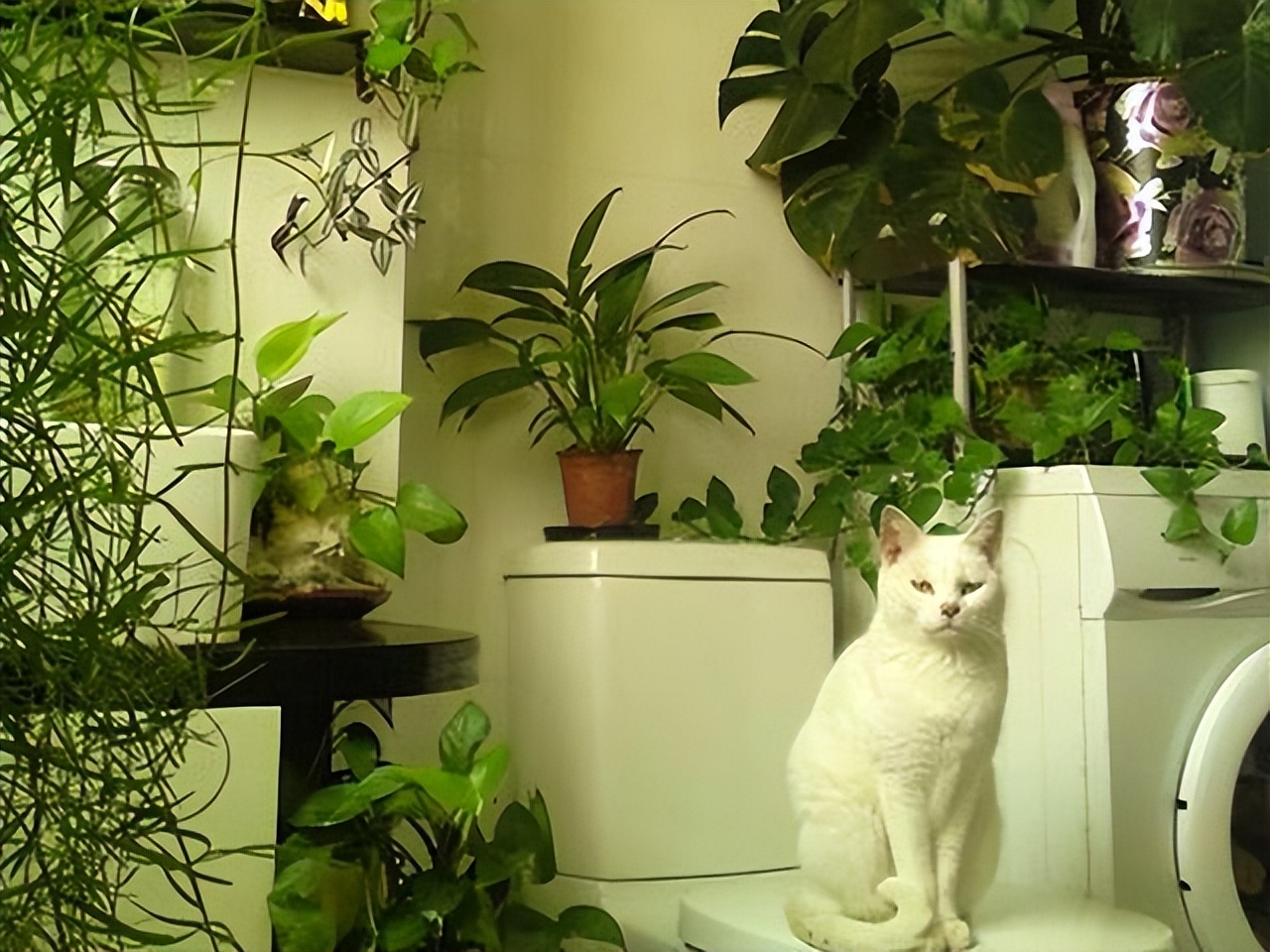 These 7 kinds of flowers can be kept in the bathroom, absorb moisture