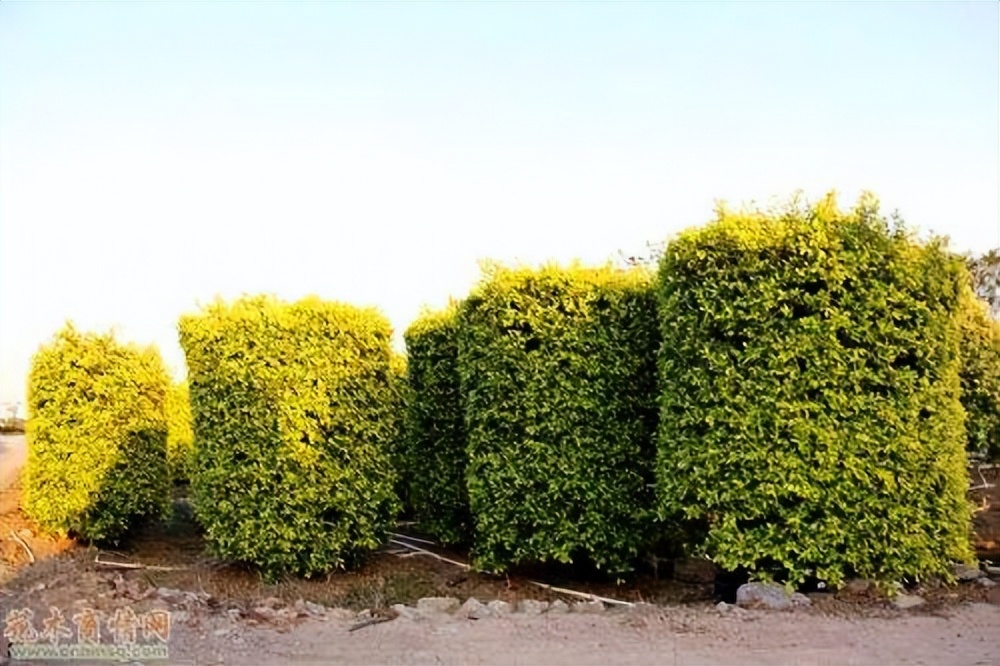 6 kinds of banyan trees, colorful and beautiful!It is his wrong way to ...