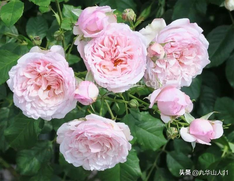 List of common vine rose varieties (Zhongda) (12) iNEWS