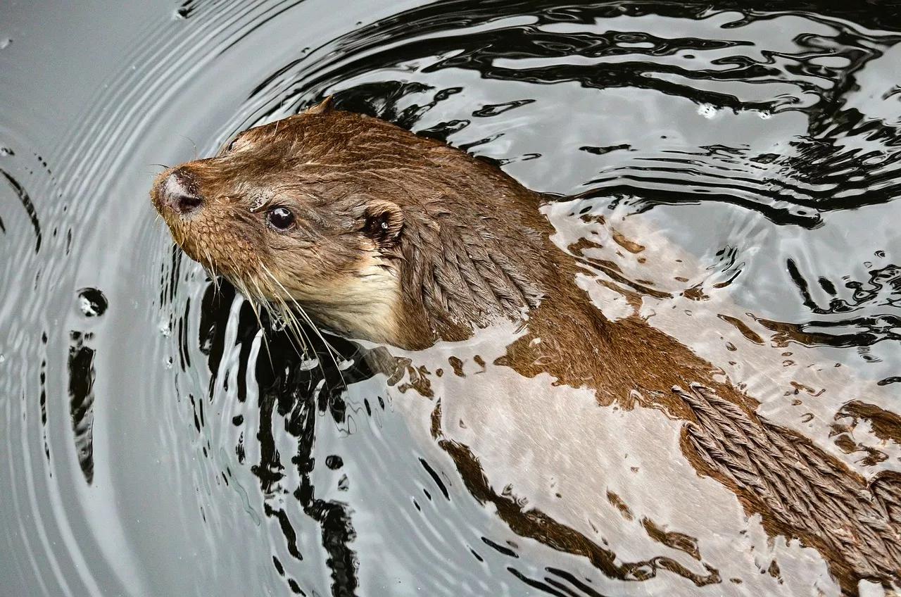 深入了解水獺:這些神奇動物的生活習性和適應能力 - 資訊咖