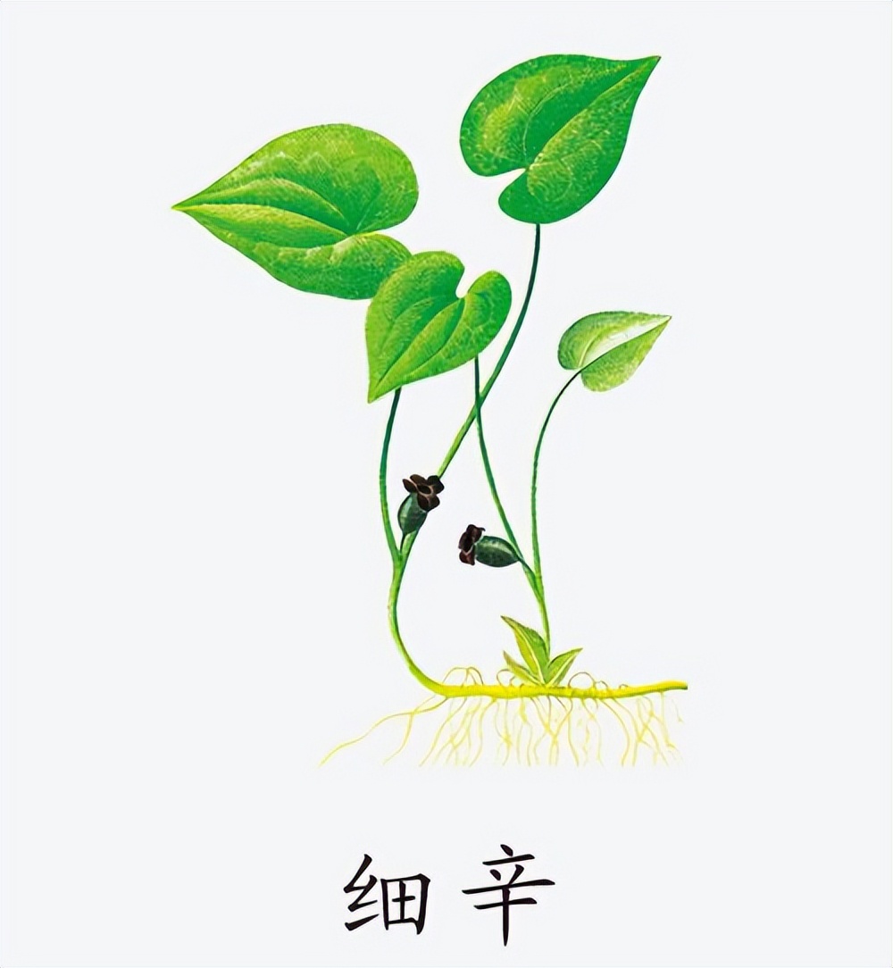 1 traditional Chinese medicine for treating edema of unknown cause