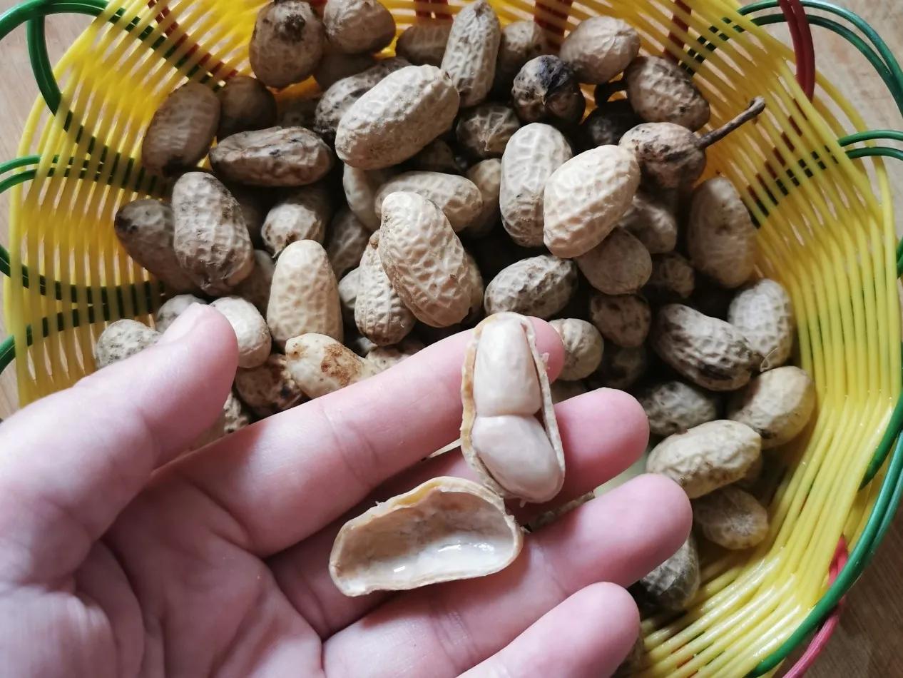 When making boiled peanuts, don't cook them directly. Do these two more