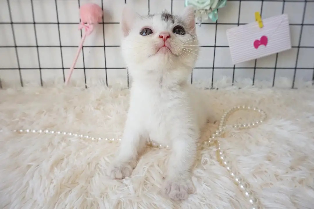 Which website should I go to to buy a cat? What should I pay attention