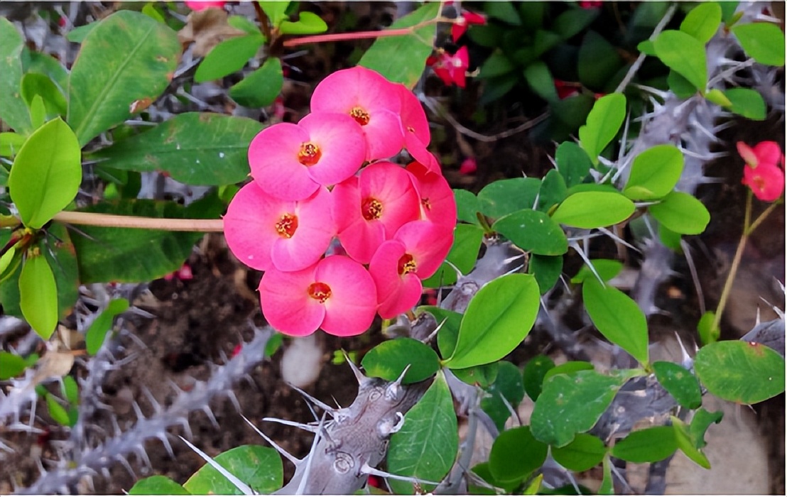 There are three kinds of potted flowers at home, all of which have