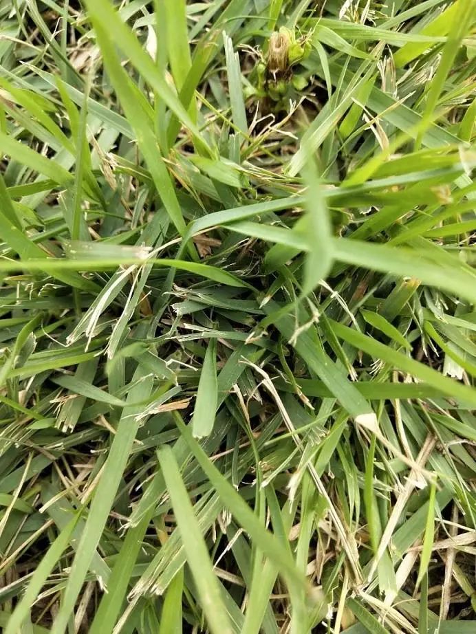 Zoysia grass grows fast, has strong coverage, and is resistant to