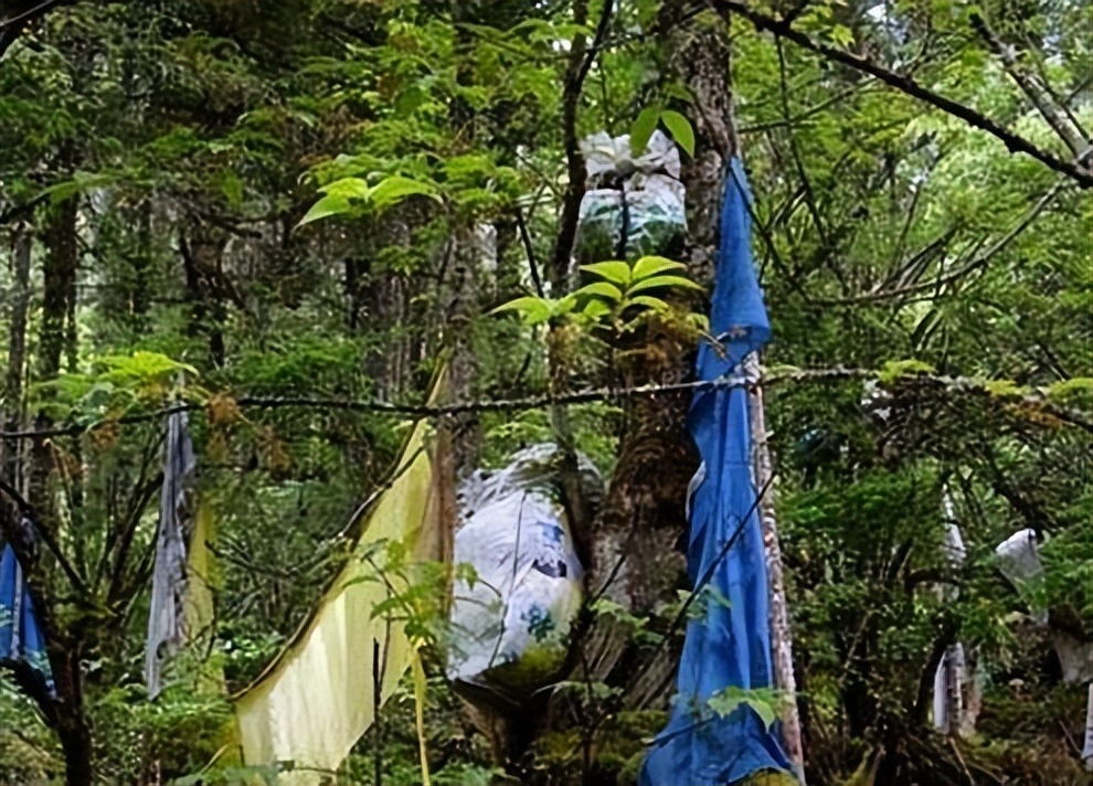 Walk into the primeval forest of Tibet and explore what the most