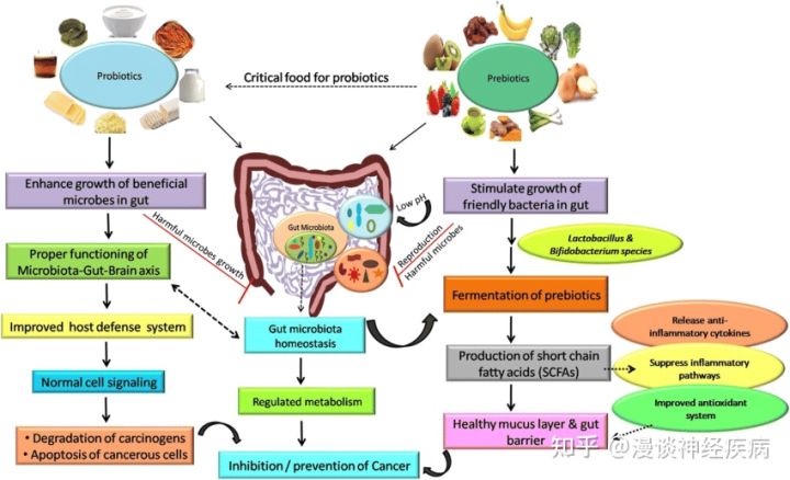 The vital role of gut microbes in the aging process - iNEWS