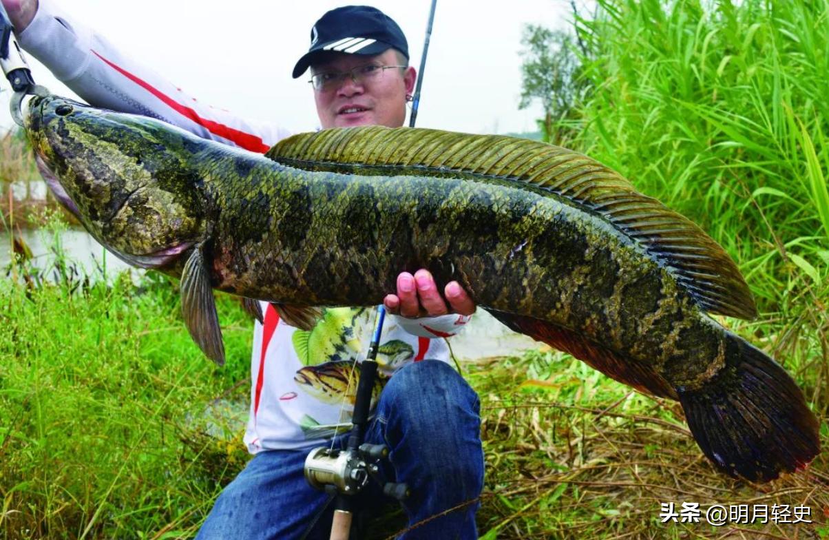 Snakehead Fish Invaded