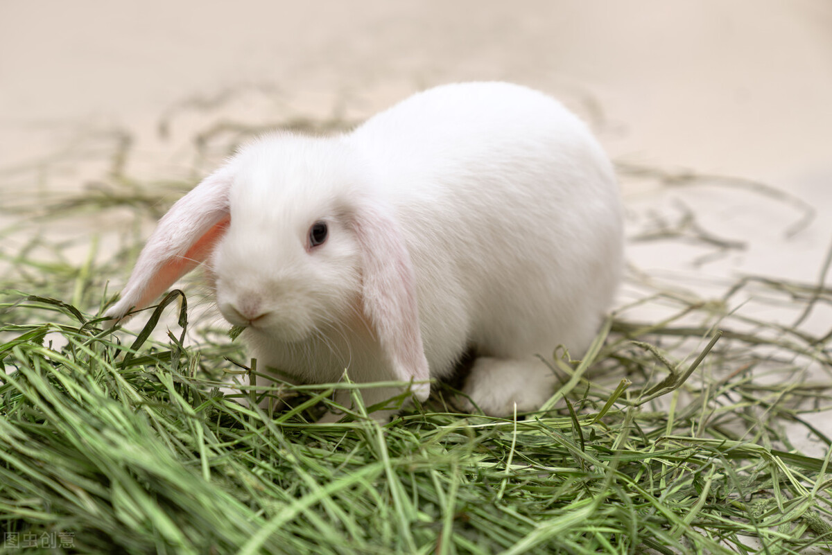 Can rabbits die from ear mites? iNEWS