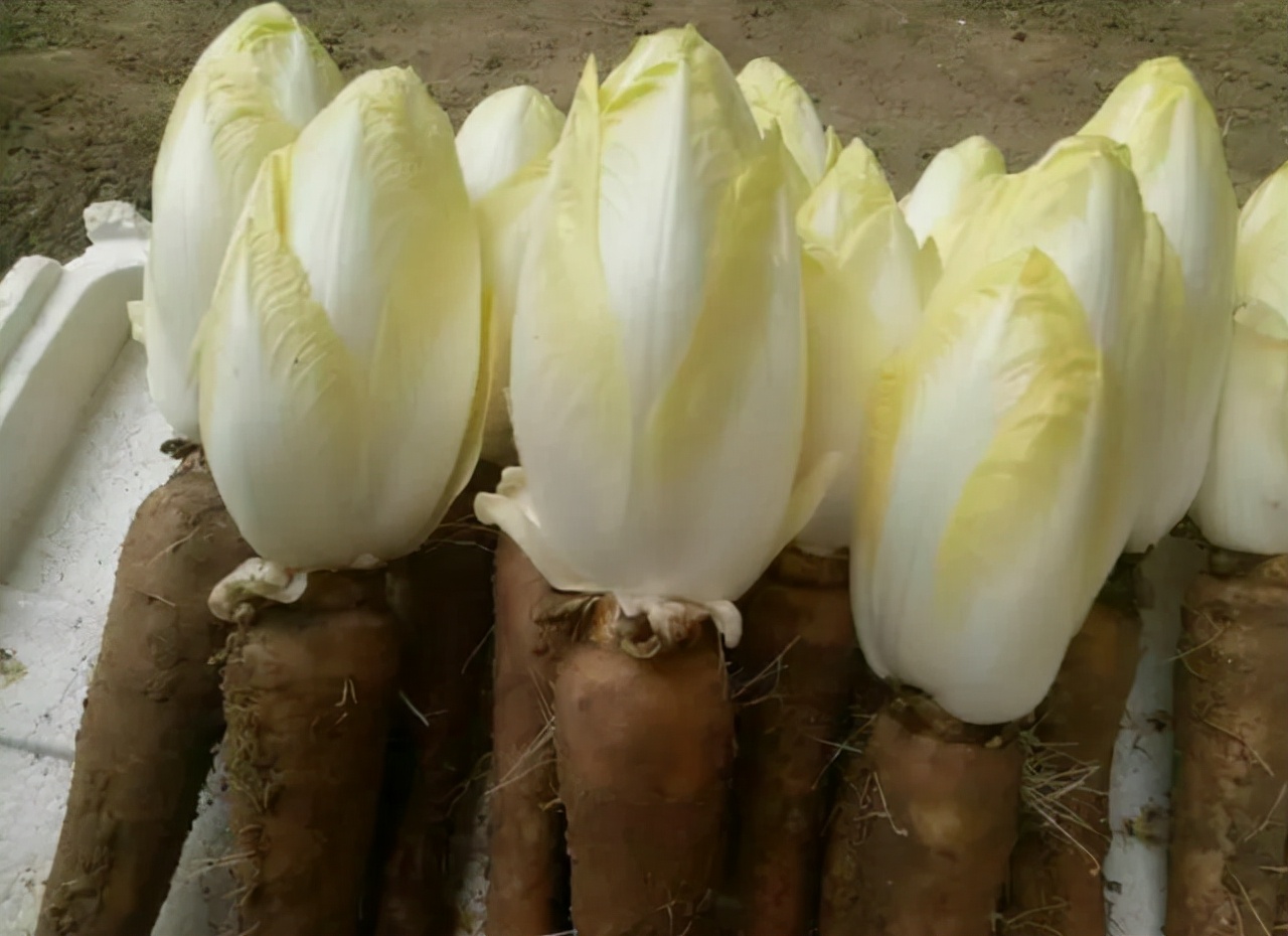 Can bitter melon reduce uric acid?Doctor These 4 things are the