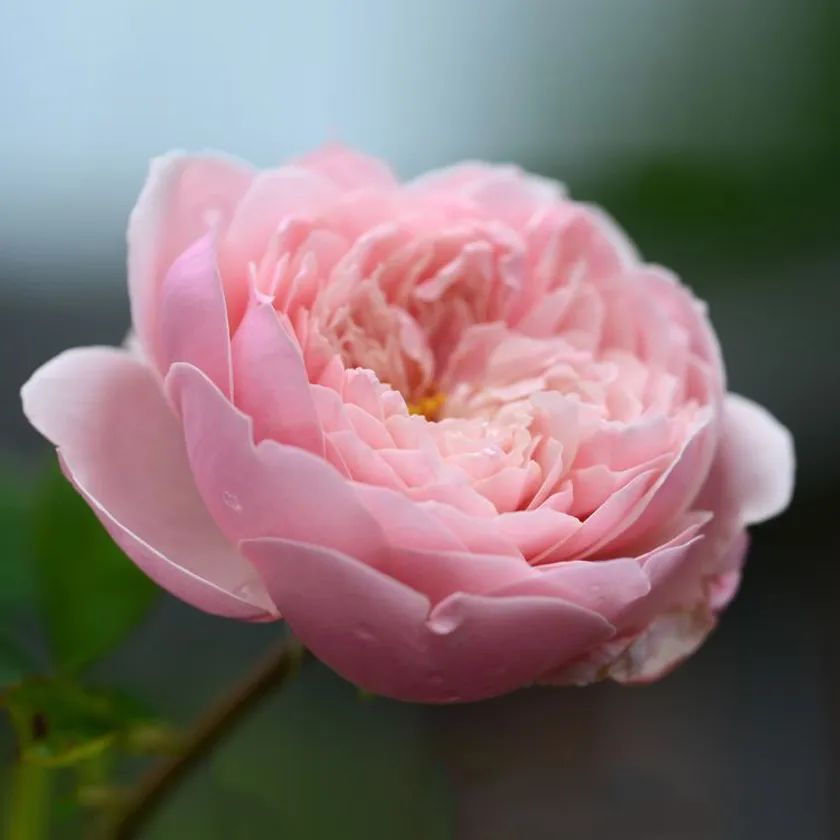 11 Descriptions of Rose Flower Types iNEWS