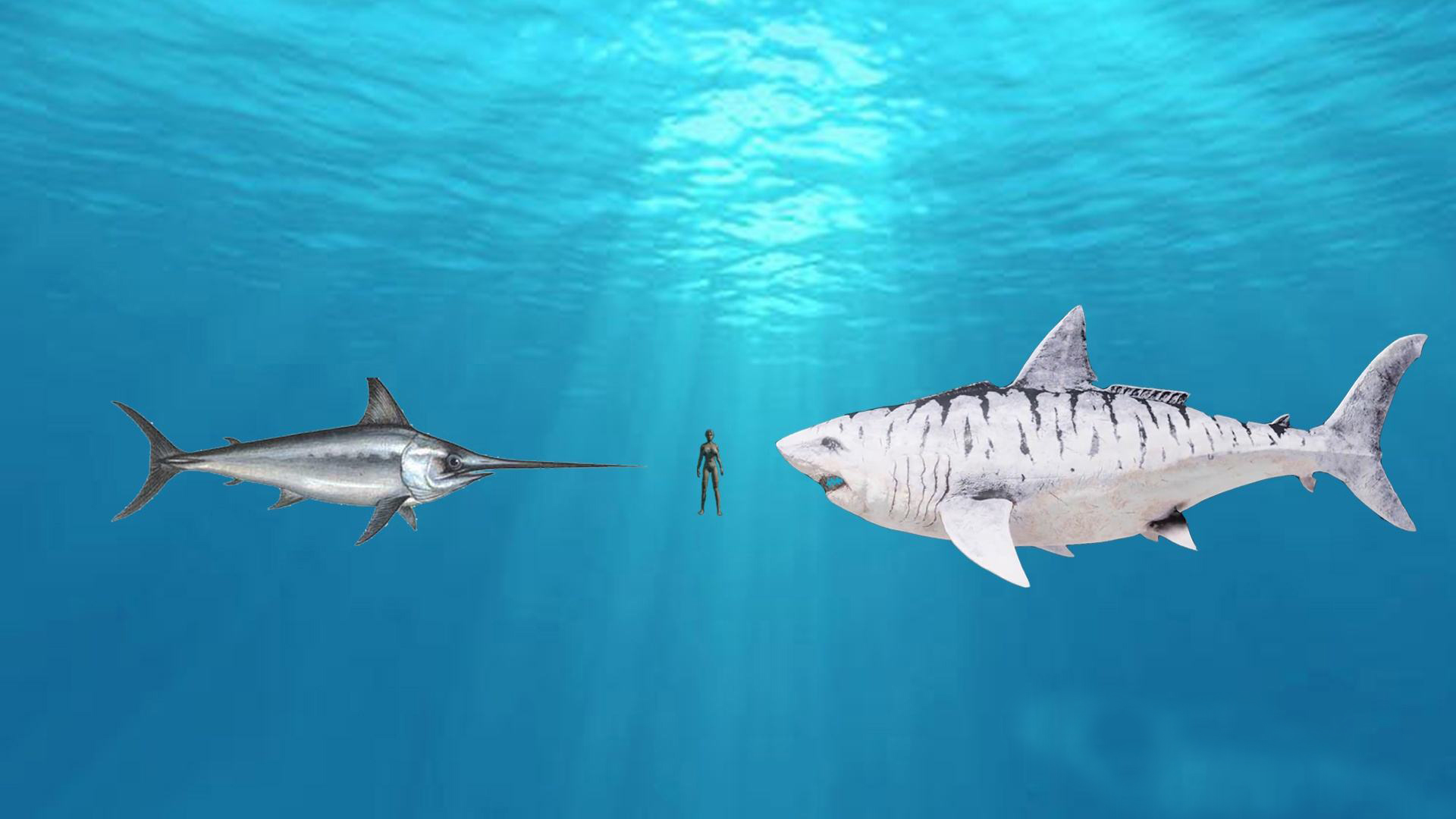 Swordfish With a sharp sword, it pierces the raging sea, pierces the 55 cm ship board, and does