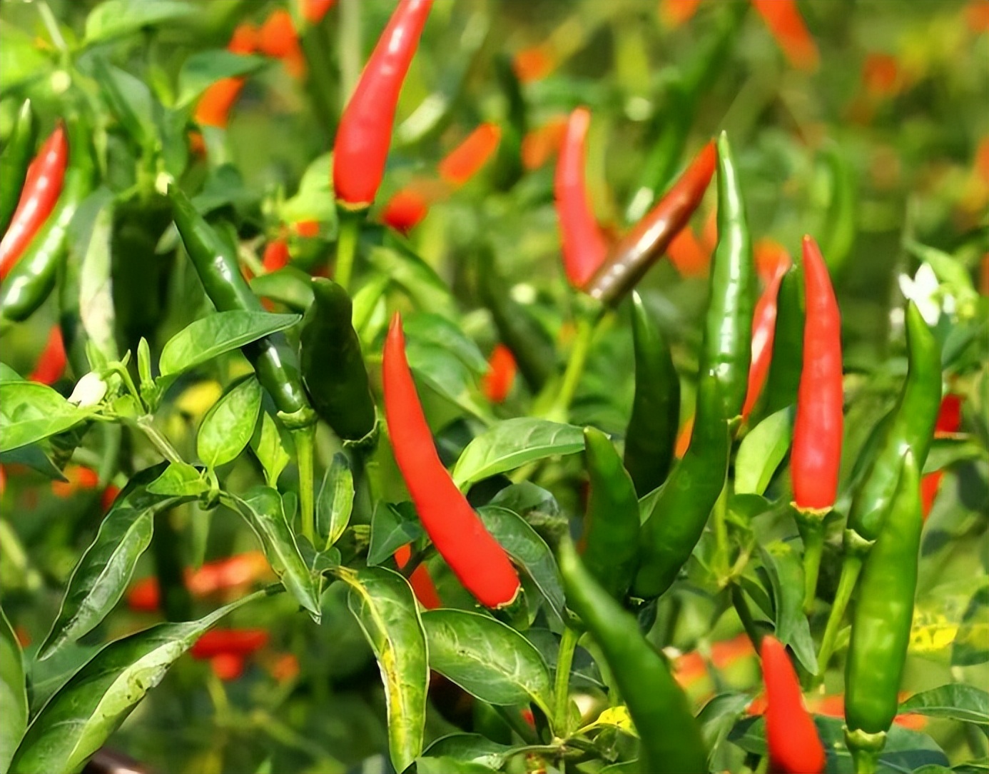 Why do some people lose weight after drinking astragalus water for a