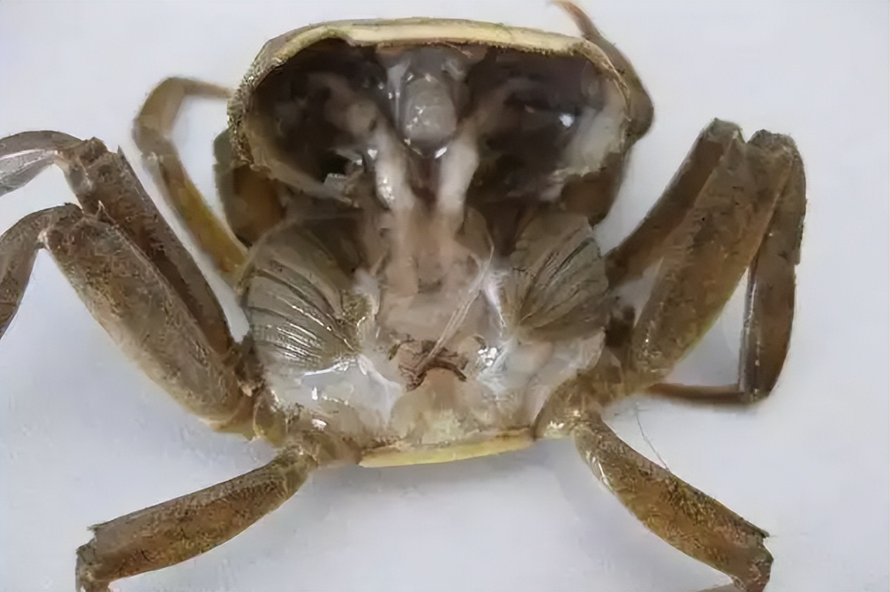 From October to November, pay attention to the black gills and rotten