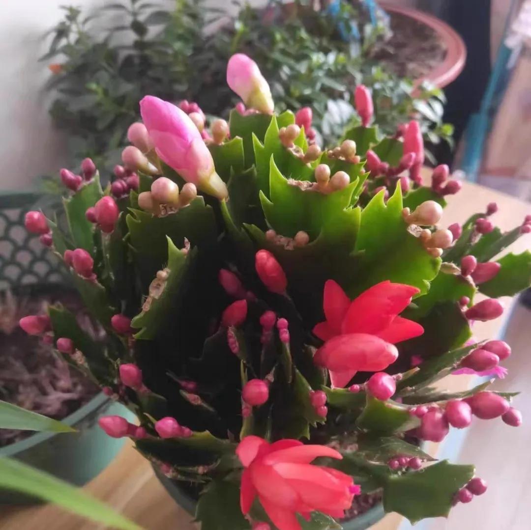 Raising crab claw orchid, don't rush to do 4 things, otherwise it will