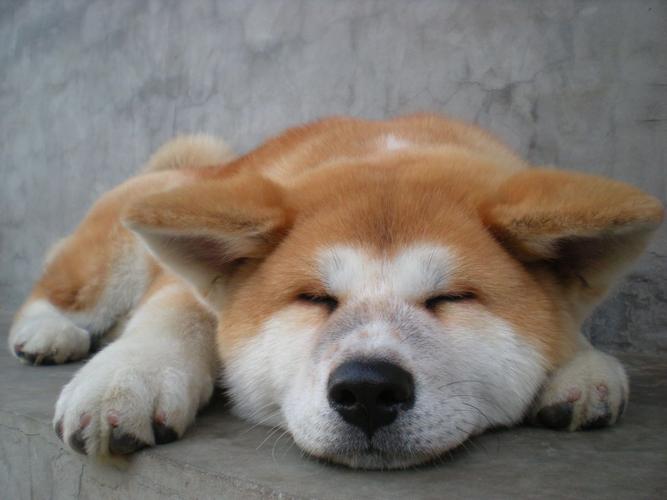 Why is the loyal dog Hachiko "Akita" banned? iNEWS