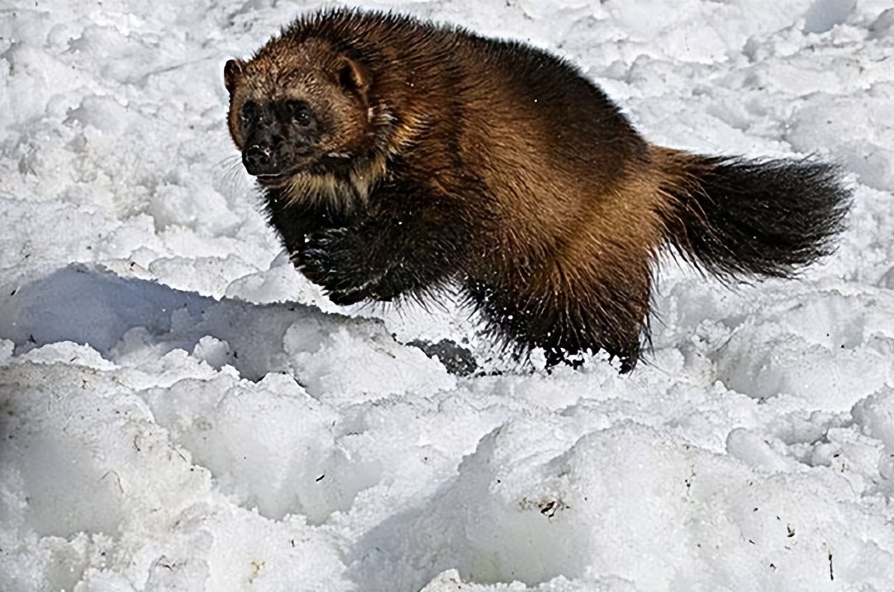 Xinjiang Mink Bear, Too Sturdy, Don't Provoke - Inews