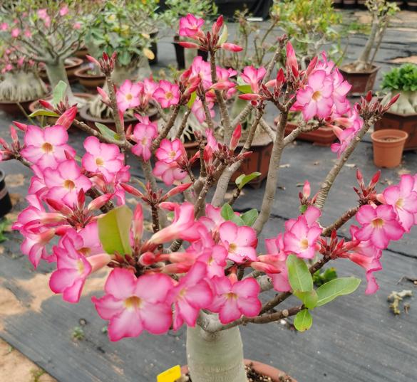 Desert roses do not bloom in summer, but in autumn, 4 "conditions" can
