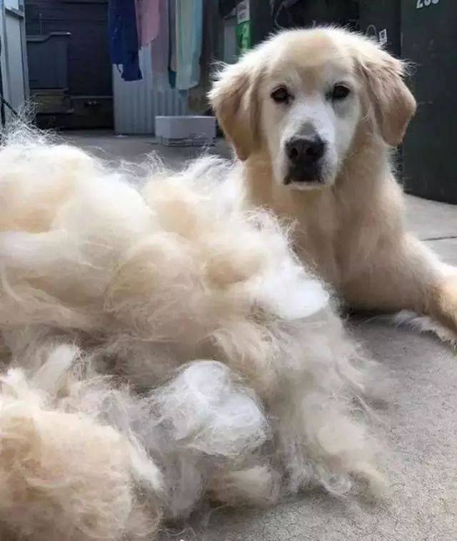 What Causes Golden Retriever Hair Loss? iMedia