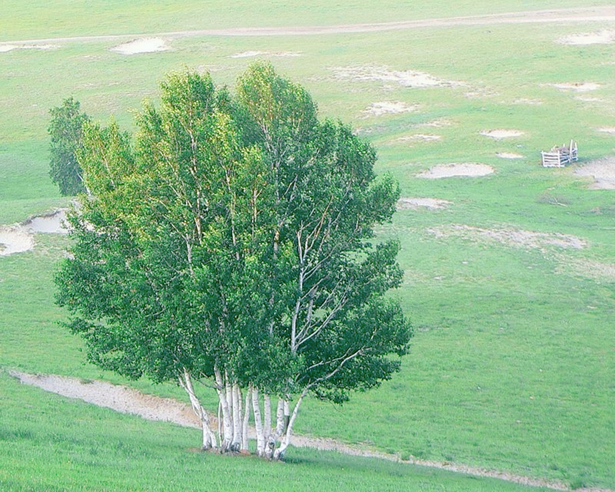 The hardest tree in the world, which can be made into aerospace