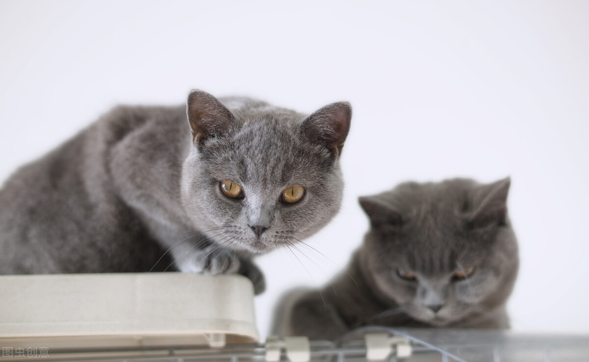 Why is my cat getting so skinny? iNEWS