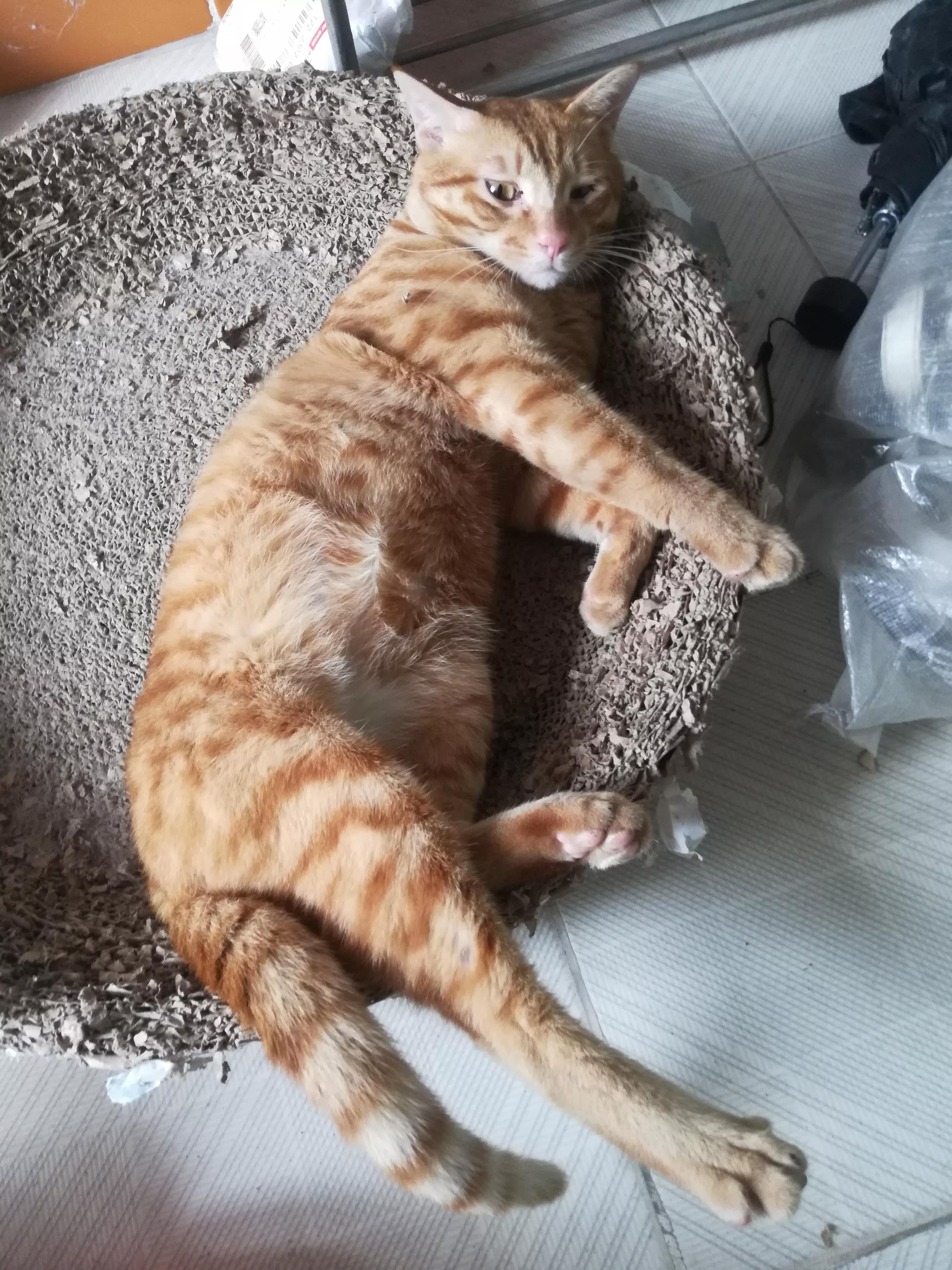 Do you know how to choose a cat? iNEWS