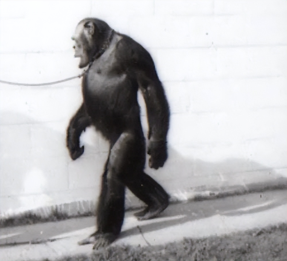 Scientists have discovered a genetically mutated chimpanzee whose ...