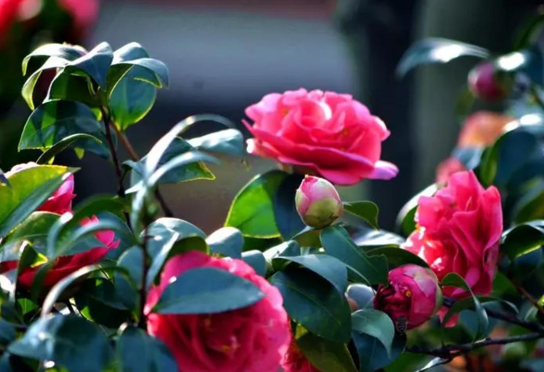 Do camellias bloom all year round? iNEWS