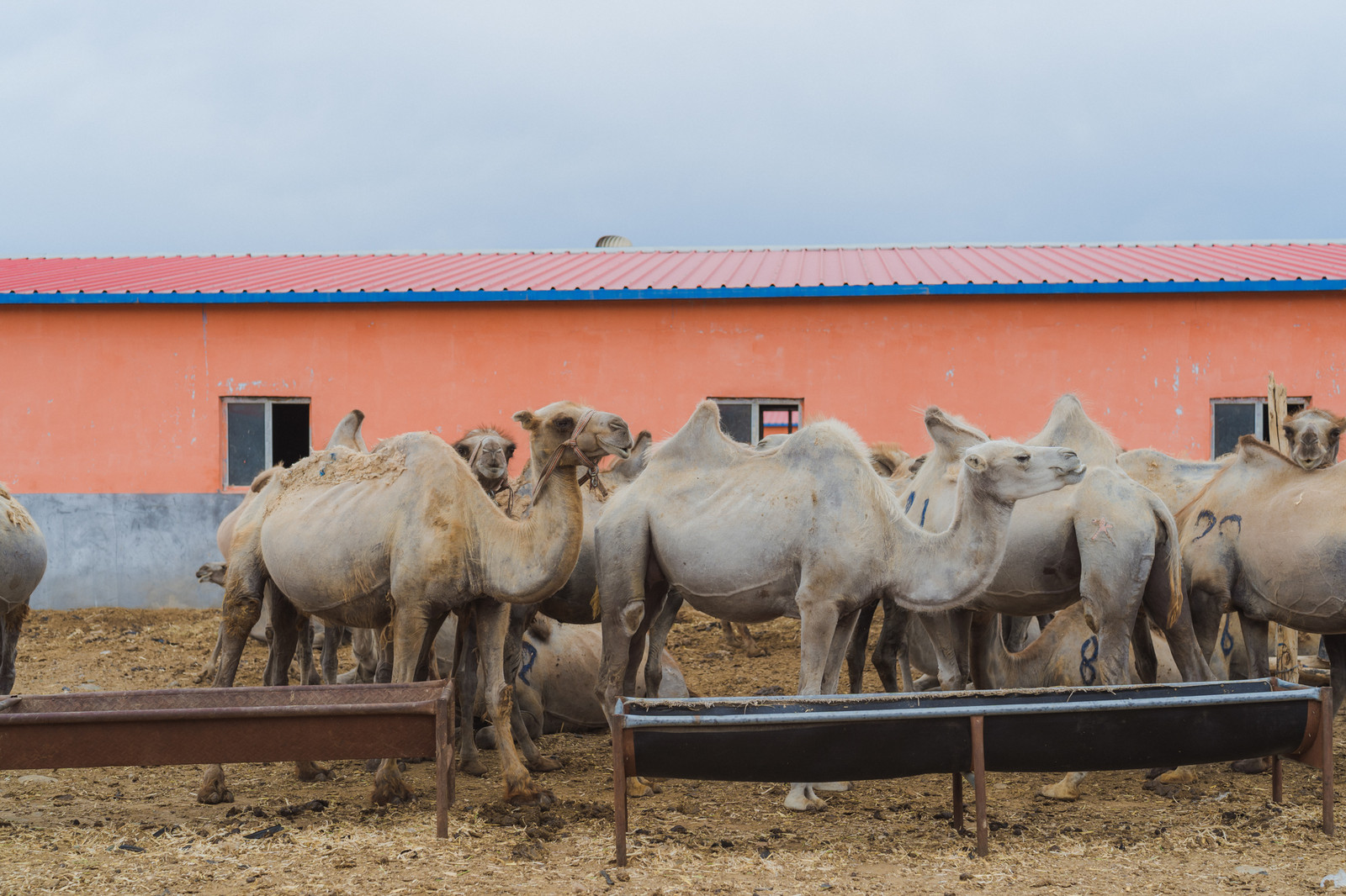 Why are wild camels rarely seen now, while domestic camels are ...