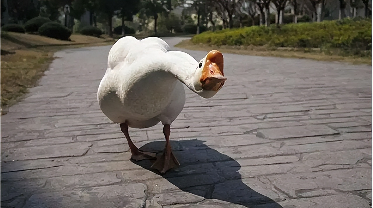 Why are animals afraid of geese?Where there are geese, no snakes?The