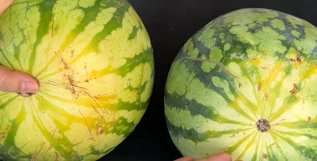 Don't shoot watermelons with your hands anymore, I'll teach you 5 tips, take home a big