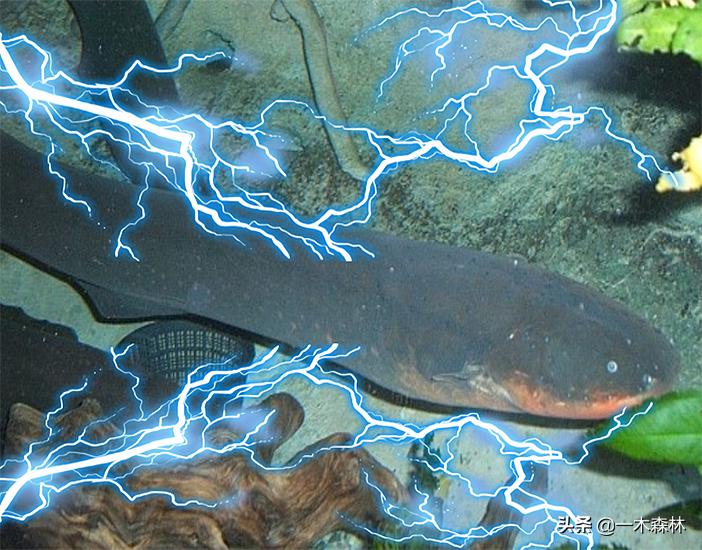 If two electric eels are charged against each other, will the electric