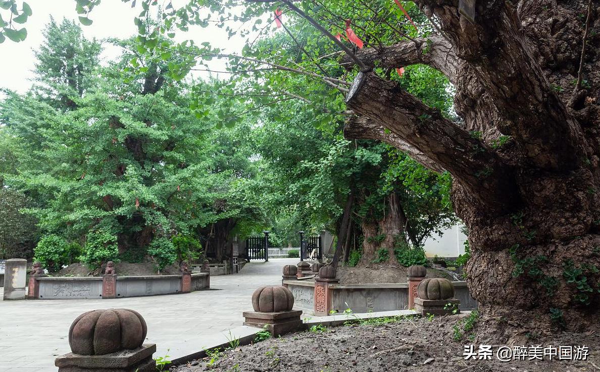 Visit Hongdong Great Locust Tree Root-seeking Ancestor Garden, feel ...