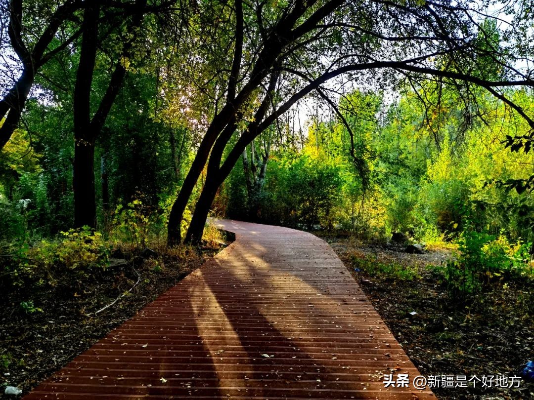 The happy forest in Tacheng is better in autumn than in spring - iNEWS