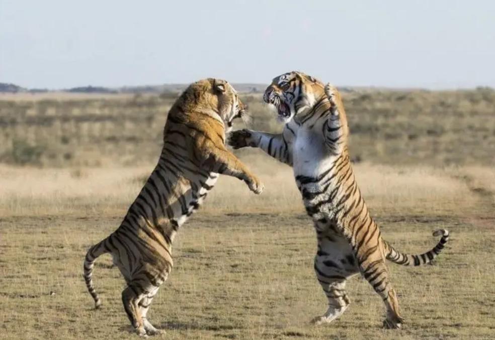 Why do tigers get into a fight when they mate?I feel so sorry for the