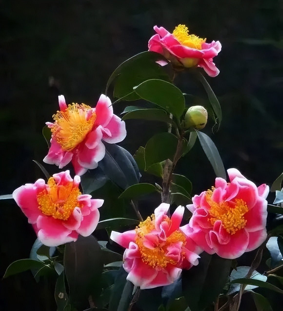 When raising camellias in autumn, keep in mind 5 key points, no yellow