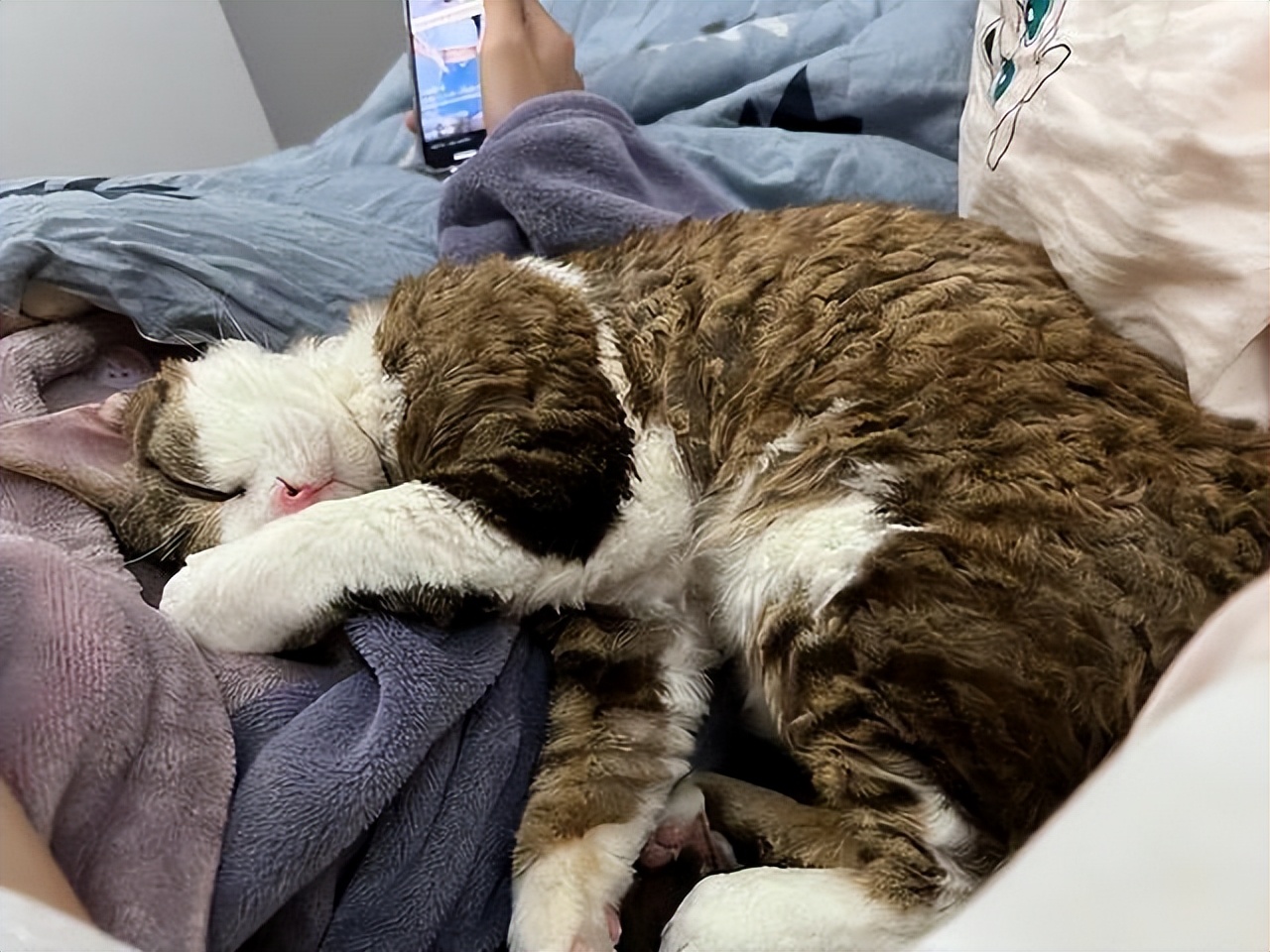 Cats like to sleep next to you, not because they love you, but because