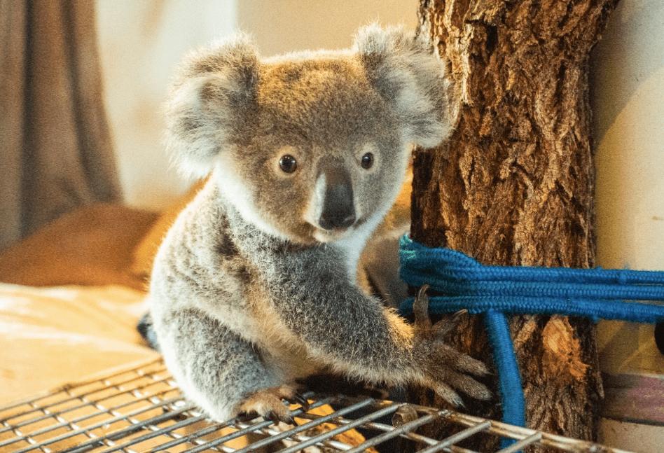 Australia
