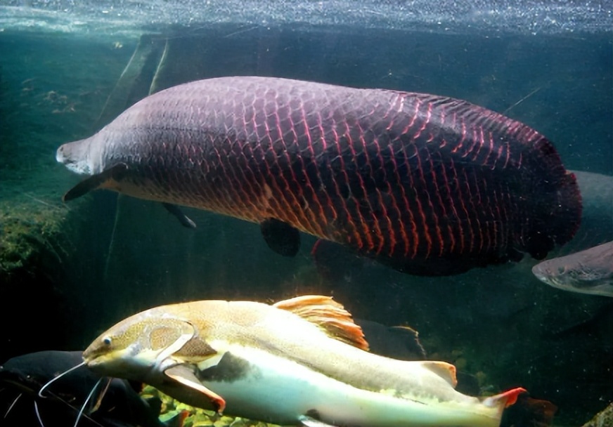 Elpine Fish The Beauty of Treasures: Exploring the Mysterious World of Elephant ...
