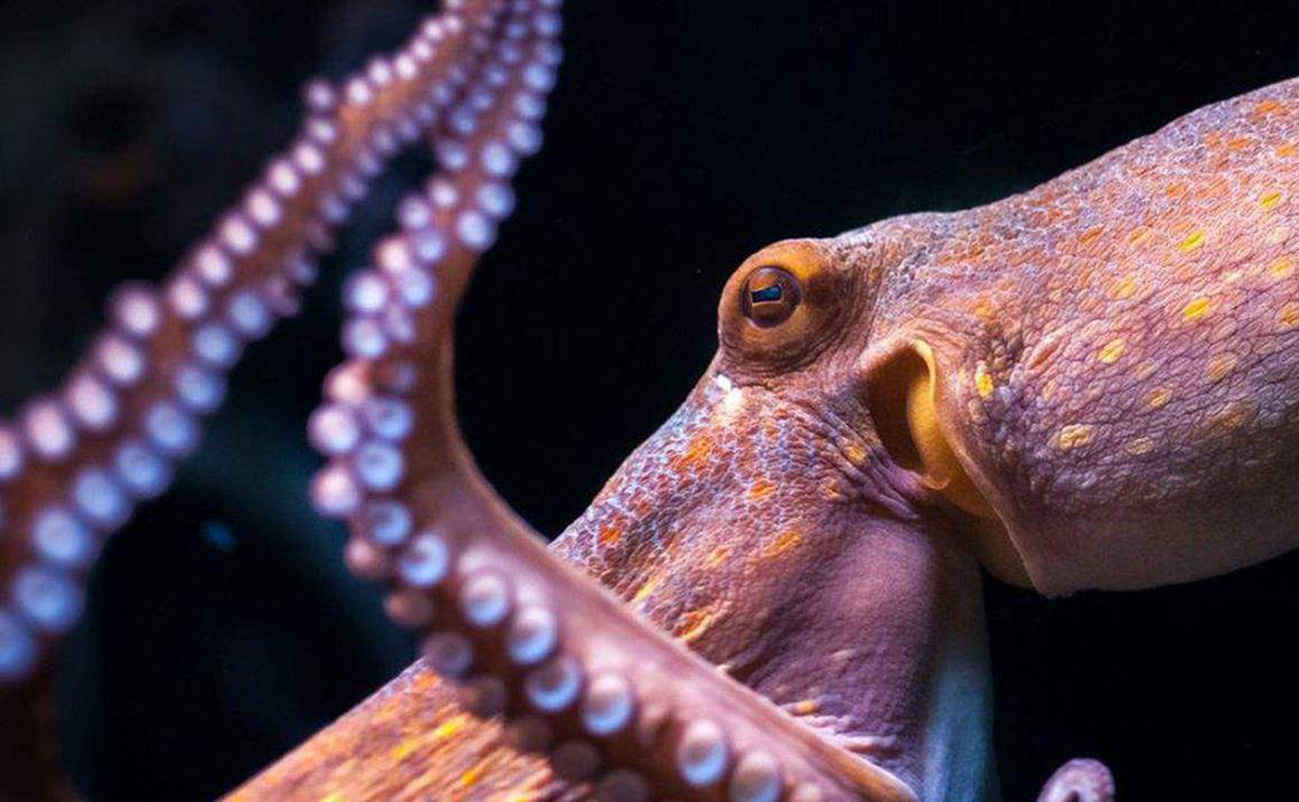 Why are octopuses so smart? Why did the octopus with such a high IQ not