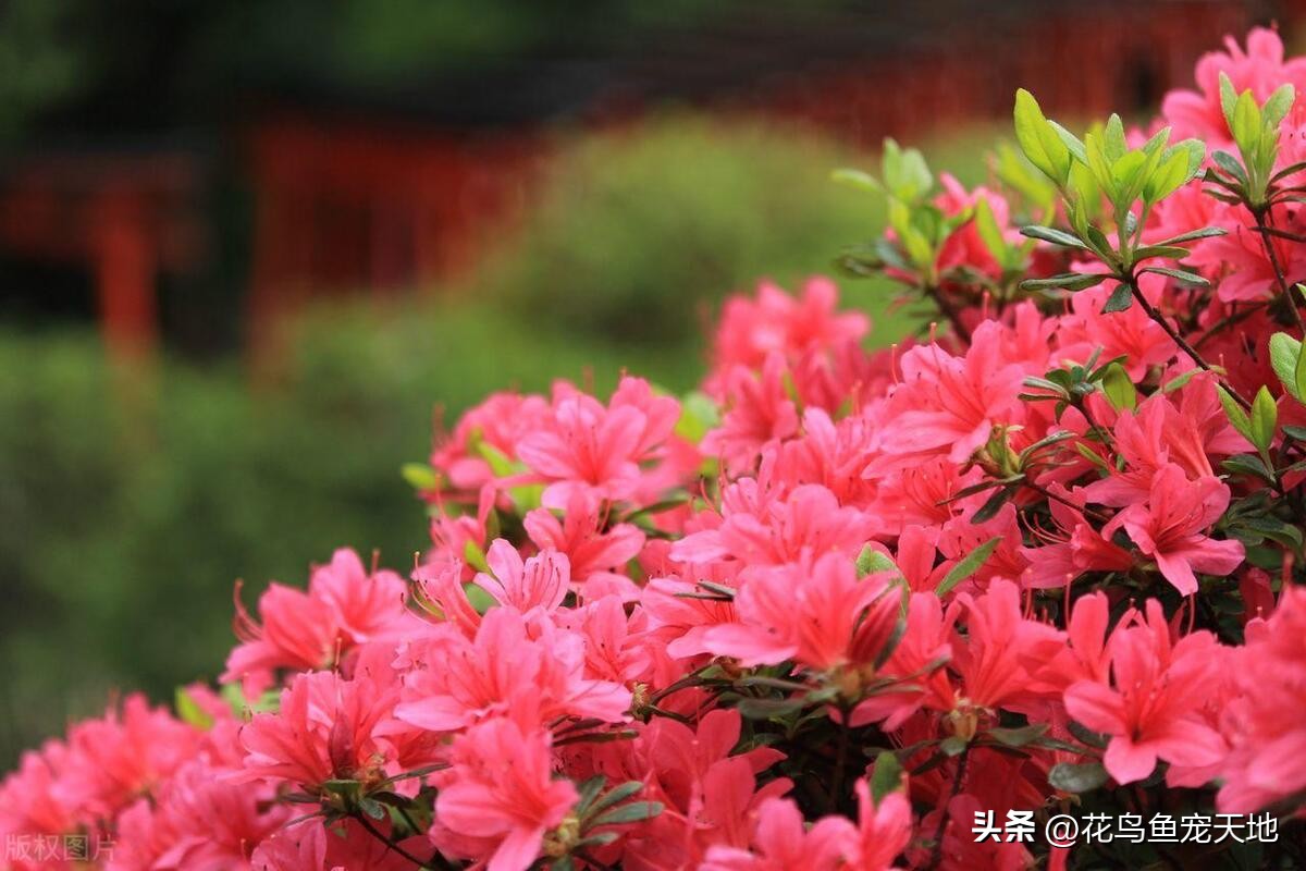 Rhododendron: 15 cold knowledge you don't know, enrich your flower ...